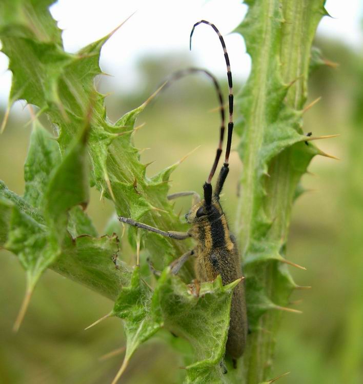 Agapanthia asphodeli e A. cynarae (Col., Cerambycidae)